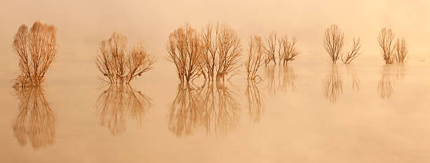 istock Trees in lake with morning fog 170458537