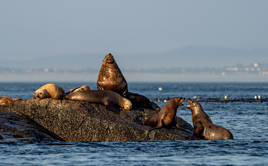 Herd of sea lions on Race Rocks in the Strait of Juan de Fuca near San Juan Islands and Victoria, Canada.
