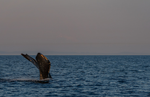 Majestic humpback during a vibrant sunrise in the Strait of Juan de Fuca near San Juan Islands and Victoria, Canada.