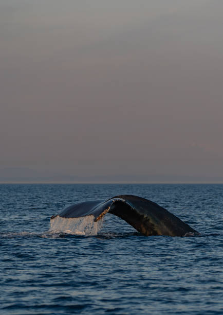majestätischer buckelwal während eines lebhaften sonnenaufgangs in der straße von juan de fuca in der nähe der san juan islands und victoria, kanada - puget sund stock-fotos und bilder