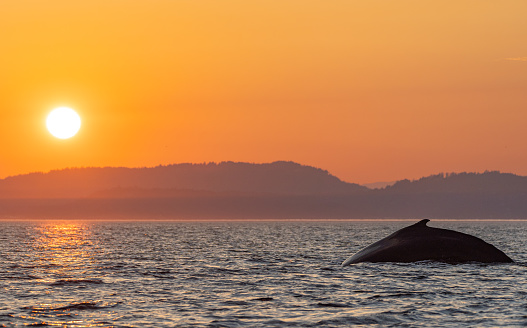 Majestic humpback during a vibrant sunrise in the Strait of Juan de Fuca near San Juan Islands and Victoria, Canada.