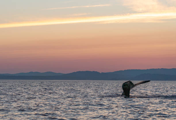 majestätischer buckelwal während eines lebhaften sonnenaufgangs in der straße von juan de fuca in der nähe der san juan islands und victoria, kanada - puget sund stock-fotos und bilder