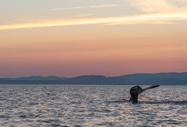 Majestic Humpback During a Vibrant Sunrise in the Strait of Juan de Fuca Near San Juan Islands and Victoria Canada stock photo