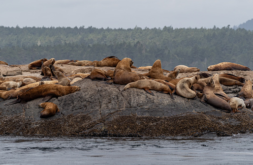 Herd of sea lions on Race Rocks in the Strait of Juan de Fuca near San Juan Islands and Victoria, Canada.