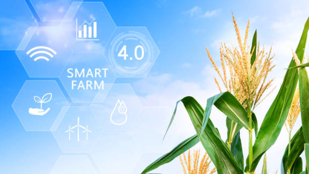 istock Corn field with infographics Smart farming and precision agriculture 4.0 with visual icon, digital technology agriculture and smart farming concept. 1704596346