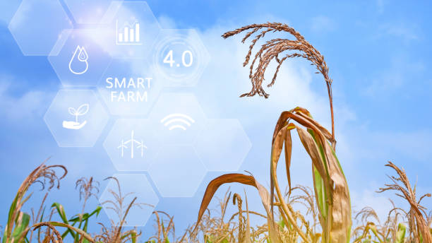 istock Corn field with infographics Smart farming and precision agriculture 4.0 with visual icon, digital technology agriculture and smart farming concept. 1704596347