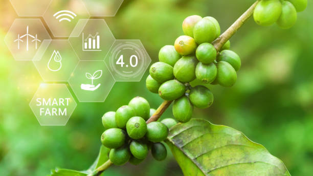 istock Coffee bean tree with infographics Smart farming and precision agriculture 4.0 with visual icon, digital technology agriculture and smart farming concept. 1704596348