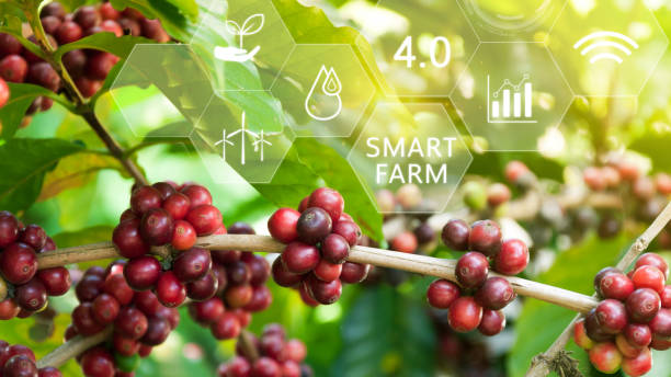 istock Coffee bean tree with infographics Smart farming and precision agriculture 4.0 with visual icon, digital technology agriculture and smart farming concept. 1704596349