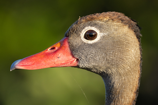 Mallard (Anas platyrhynchos) duck feathers background texture