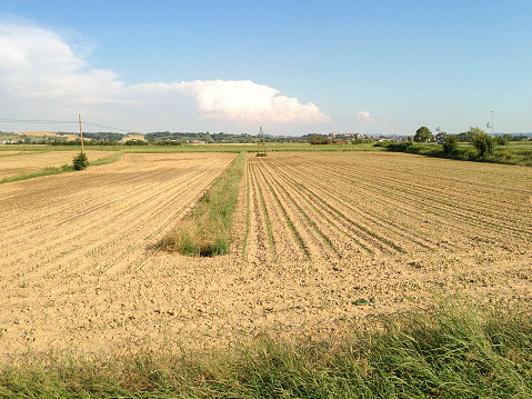 green field with green bush and cloudy sky copy space