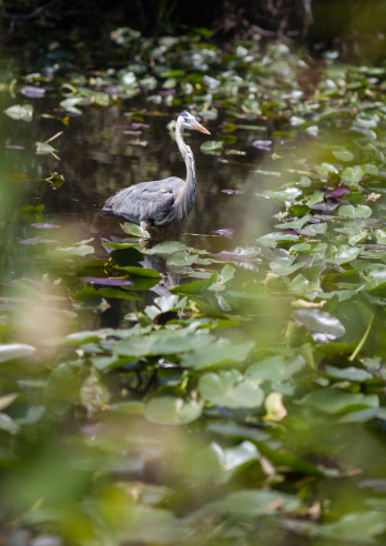 Great Blue Heron (Ardea herodias) in Everglades National Park, Florida, Southern USA