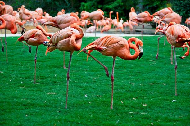 istock Pink Flamingos 1704621839