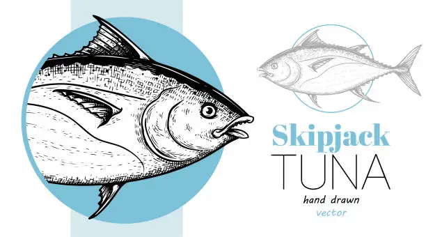 Vector illustration of Seafood banner with hand drawn tuna fish. Sketch style marine designs template. Best for restaurant menu, seafood market designs. Vector illustration.