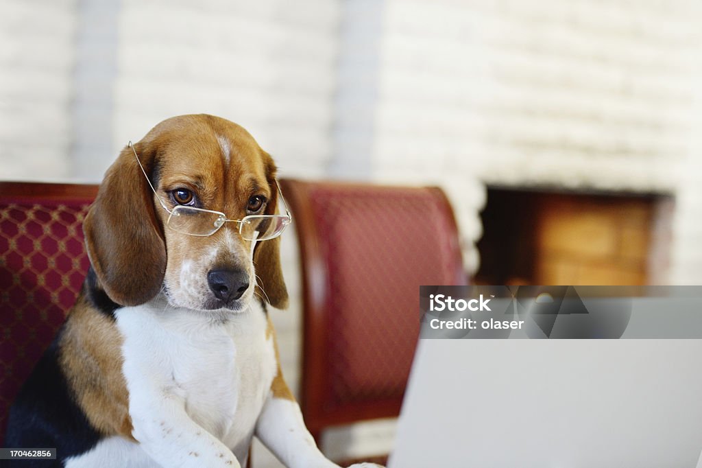 Dog working comfortably from home Dog with glasses, working at laptop. Dog Stock Photo