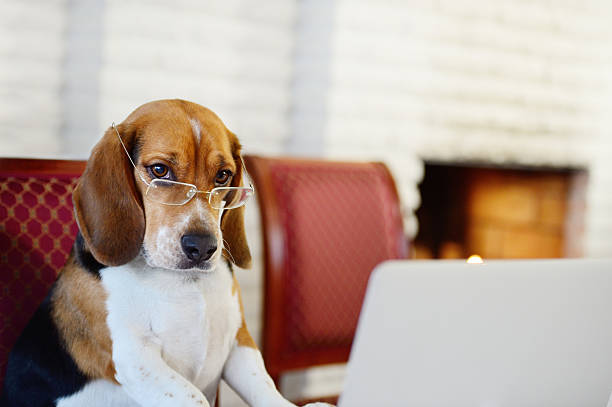Dog working comfortably from home Dog with glasses, working at laptop. hound photos stock pictures, royalty-free photos & images