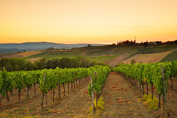 pôr do sol sobre o qual a vinha da toscana - montepulciano imagens e fotografias de stock