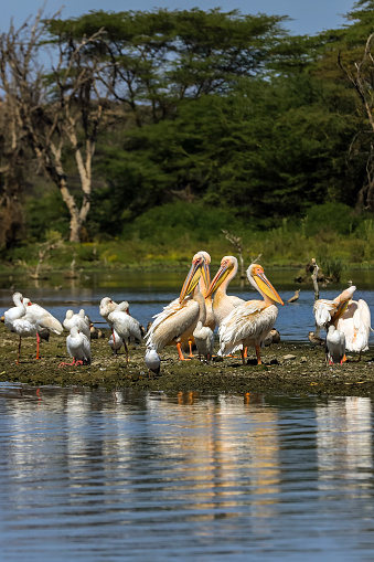 Pelicans and Water Birds at Lake Naivasha