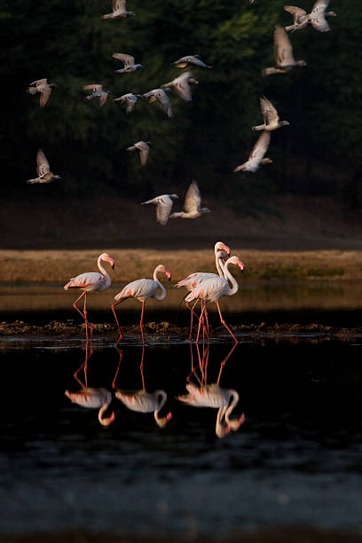 Group of flamingo walking in water and pigeons are flying around, this is seen very close to the mega city Ahmedabad. In a small pond outside the city. Flamingo spend entire day in the water like this.