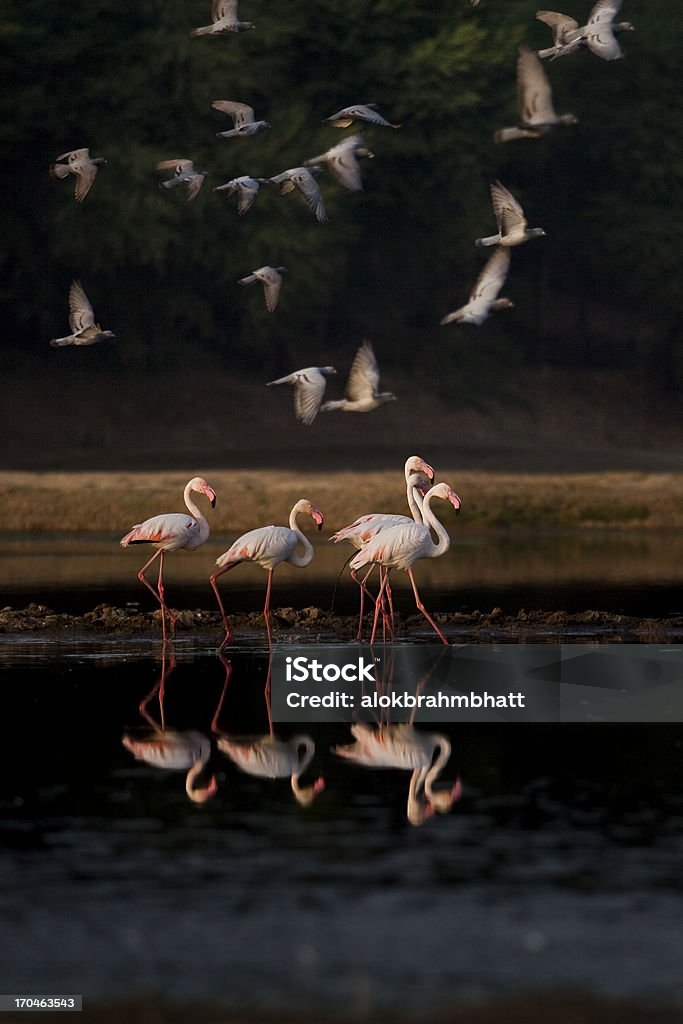 Grater flamingo with pigeon Group of flamingo walking in water and pigeons are flying around, this is seen very close to the mega city Ahmedabad. In a small pond outside the city. Flamingo spend entire day in the water like this. India Stock Photo