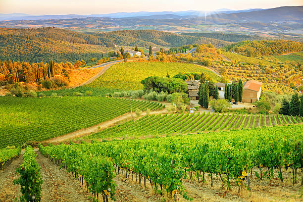 Autumn leaves with blur vineyard landscape in background. Tuscany wine.