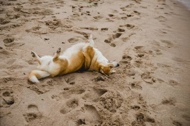 istock Small brown dogs playing on the beach 1704646780