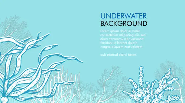 Vector illustration of Seaweed and corals design template. Hand drawn sketch style underwater illustration. Engraved style monochrome marine banner. Retro sea plants background.