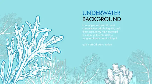 Vector illustration of Seaweed and corals design template. Hand drawn sketch style underwater illustration. Engraved style monochrome marine banner. Retro sea plants background.