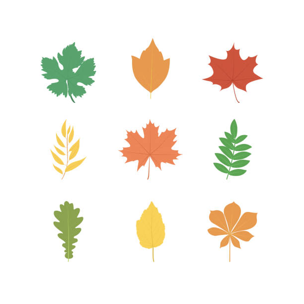 ilustraciones, imágenes clip art, dibujos animados e iconos de stock de conjunto de hojas de otoño de elementos de diseño plano - elm leaves