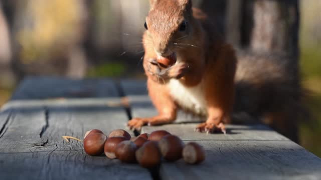 Red squirrel jumping on the wooden surface
