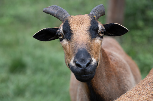 Portrait and close-up of a curious brown goat looking at the camera. The focus is on the eyes. The goat stands in nature against a green background.