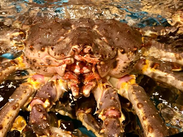 istock Live king crab in a restaurant aquarium 1704672279