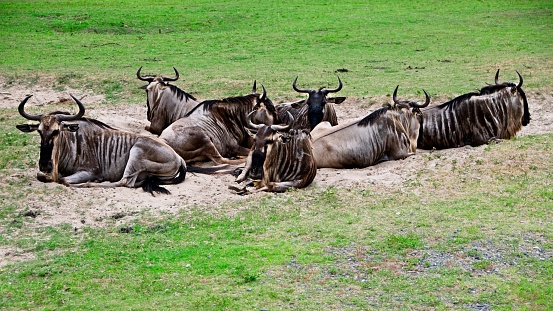 Wildebeest resting in sand