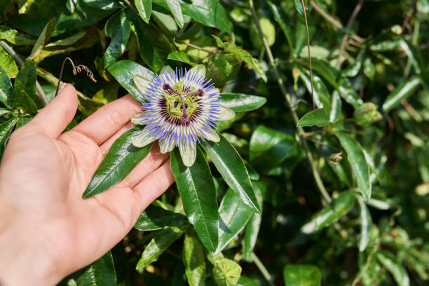 istock Passiflora blue plant, flowers close-up, decorative landscaping 1704676429