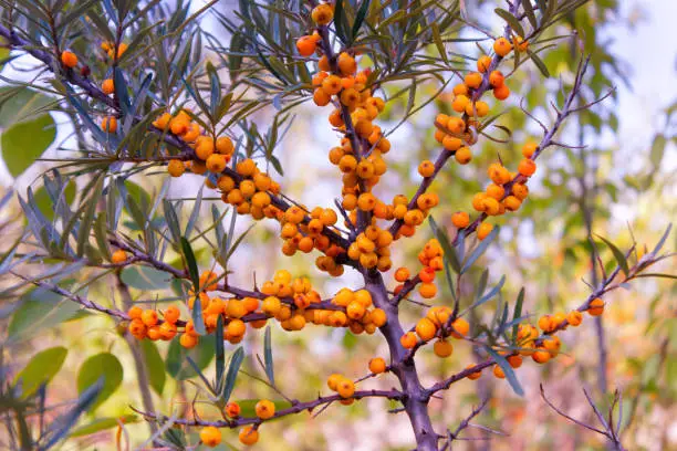 Ripe orange-yellow berries of the wild sea buckthorn on branch against the blurred background, close-up in selective focus.