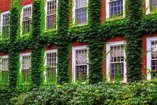Green Ivy covered red brick wall. Windows with white frames.