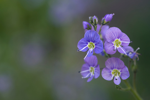 Veronica Chamaedrys, the germander speedwell -  a pretty blue plant that's also called bird's-eye speedwell or cat's eye. Against a blut-green blurry background.