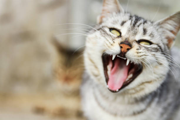 istock Pointed-Toothed Yawning Cat 1704704995