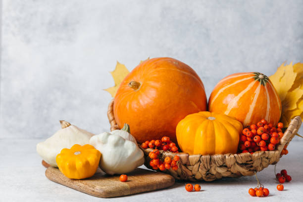 Autumn composition for Thanksgiving Day, still life background with empty copy space. Pumpkin harvest in basket, vegetables, patissons, autumn leaves, red berries on white table kitchen. Fall design. stock photo