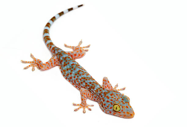 Gecko on white background stock photo