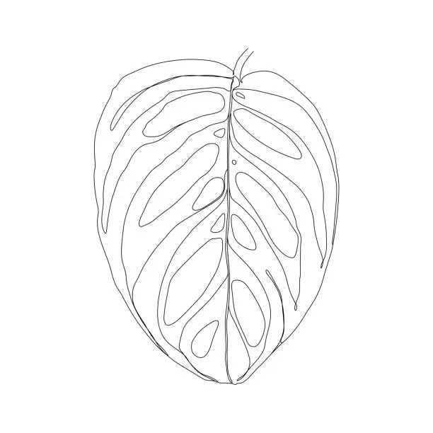 Vector illustration of Continuous Line Drawing of Monstera Esqueleto Leaf with  Editable Stroke