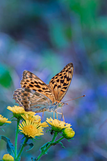 istock Aphrodite Fritillary butterfly on yellow flower 1704740224