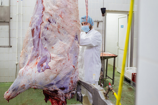 Professional butcher working at raw meet processing plant. Meet industry work concept.