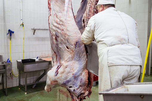 Professional butcher working at raw meet processing plant. Meet industry work concept.