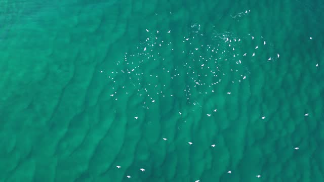 Large flock of seabirds swarm a school of fish swimming on the ocean surface. Drone view