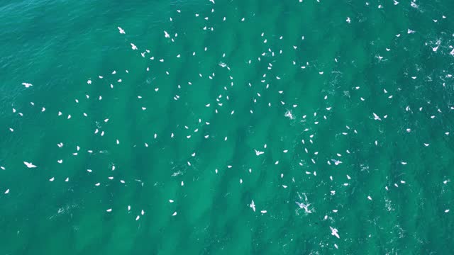 Migrating seabirds flock over the ocean surface chasing and feeding on school of fish. Drone view