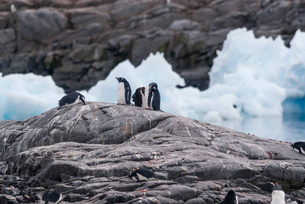 Gentoo Penguin, Antarctica Argentina stock photo