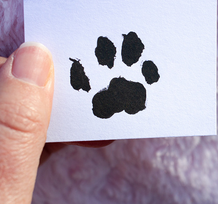 Close up of a paw print, on white background, being held, with thumb visible.