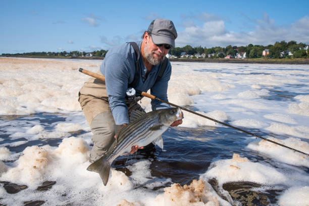 A fisherman holding a striped bass he has just caught in an estuary