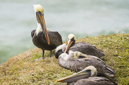 Group of brown pelicans sitting on a cliff top, blurred seascape in the background, California Central coast