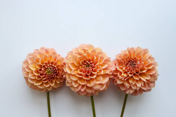 istock Dahlia white background, autumn flower 1704819020